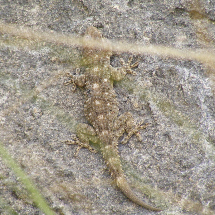 Tarentola mauritanica